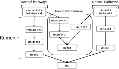 Health effects of ruminant trans fatty acids with emphasis on type 2 diabetes